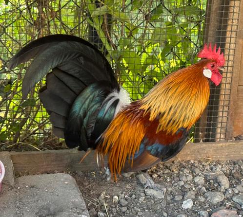 Hollandse kriel patrijs - 2 prachtige jonge haantjes GRATIS!, Dieren en Toebehoren, Pluimvee, Kip, Mannelijk