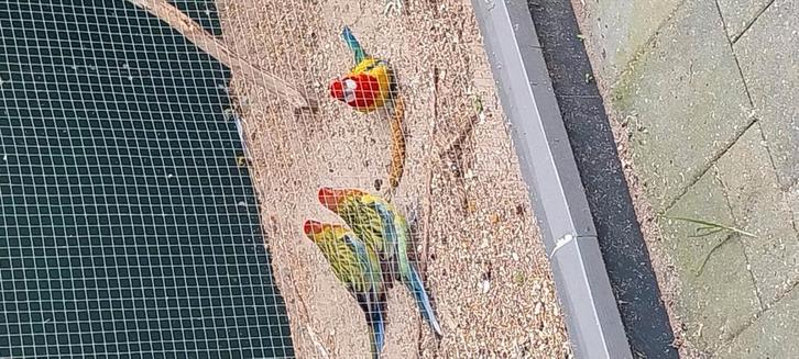 Te koop 3 stuks Prachtrosella, 1 koppel met jong., Dieren en Toebehoren, Vogels | Overige Vogels, Meerdere dieren, Geringd