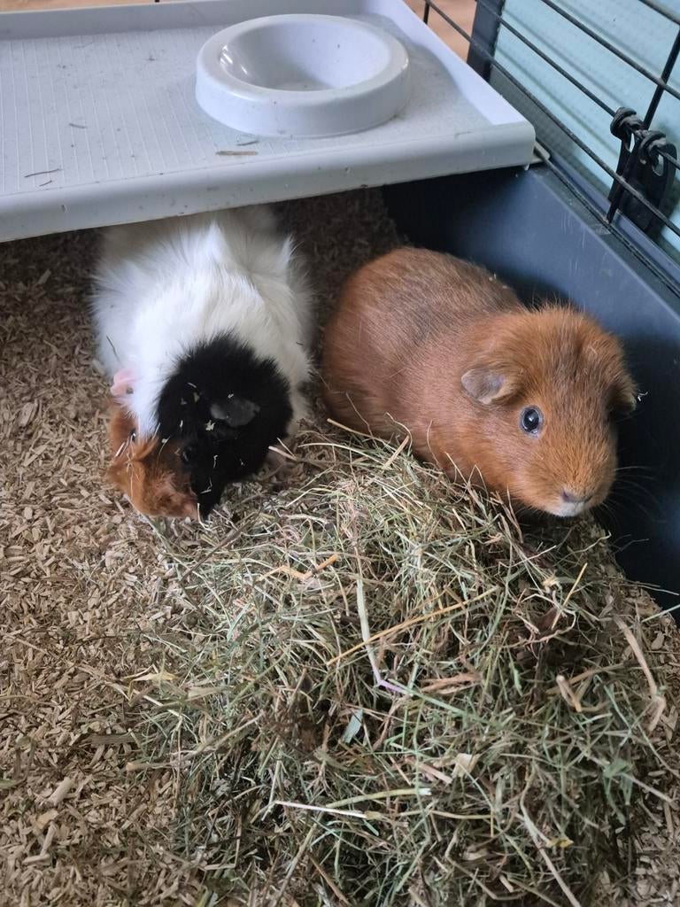2 vrouwtjes cavia's, Dieren en Toebehoren, Cavia, Juni, Vrouwelijk, Tam