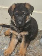Duitse herderpups uit keurfok, Dieren en Toebehoren, Honden | Herdershonden en Veedrijvers, Parvo, Nederland, 8 tot 15 weken, Meerdere