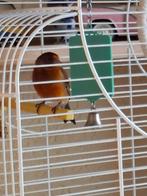kapoetse sijs bastaard, Dieren en Toebehoren, Ophalen, Nieuw, Kooi-accessoires