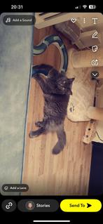 mainecoon poes, Dieren en Toebehoren, Katten en Kittens | Overige Katten, Poes
