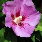 Jong plant Hibiscus syriacus rosé bloemen vaste plant 3,00, Ophalen, Overige soorten, Volle zon