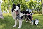NIEUWE HOBEYHOVE honden rolstoel loophulp rollator maat S, Ophalen of Verzenden, Nieuw