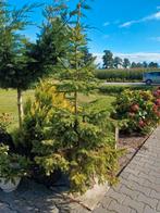 Kerstboom, Tuin en Terras, Planten | Bomen, Ophalen of Verzenden, Volle zon, Overige soorten