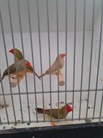 Tropenvogel, Dieren en Toebehoren, Meerdere dieren, Tropenvogel