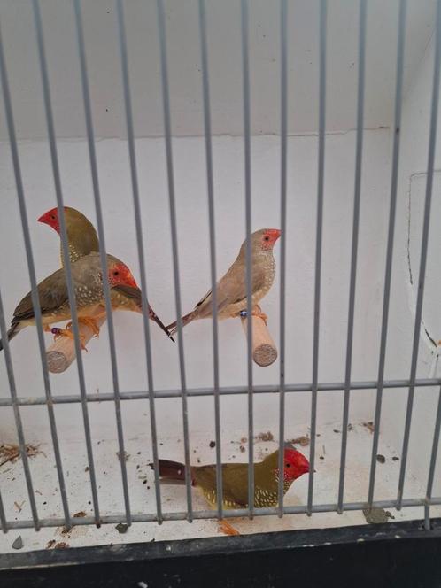 Tropenvogel, Dieren en Toebehoren, Vogels | Overige Vogels, Tropenvogel, Meerdere dieren