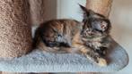 Maine Coon Kitten Poes, Black tortie smoke, Dieren en Toebehoren, Katten en Kittens | Overige Katten, Meerdere dieren