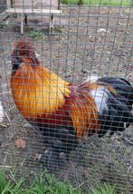 Mooie grote volwassen haan te koop, Dieren en Toebehoren, Pluimvee, Mannelijk, Kip