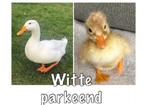 Broedeieren van de witte Park Eenden, bewezen bevruchting, Overige typen, Ophalen of Verzenden, Webshop@123broedmachine.nl, Nieuw
