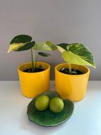 Monstera Yellow Marilyn 🌱💛🌱, Huis en Inrichting, Kamerplanten, Verzenden, Overige soorten, Minder dan 100 cm