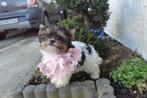 Yorkshire Terrier meisje  XXS 3  maanden met stamboom, Dieren en Toebehoren, Yorkshire Terriër, Fokker | Hobbymatig, Rabiës (hondsdolheid)