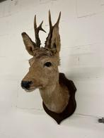 Opgezette reeënkop, Ophalen of Verzenden