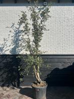 Mooie meerstammige kurkeik quercus suber, Ophalen, Zomer, Volle zon