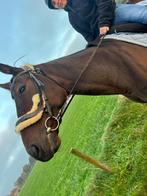 Hoofdstel, Dieren en Toebehoren, Paarden en Pony's | Hoofdstellen en Tuigage, Ophalen of Verzenden, Zo goed als nieuw, Dressuur