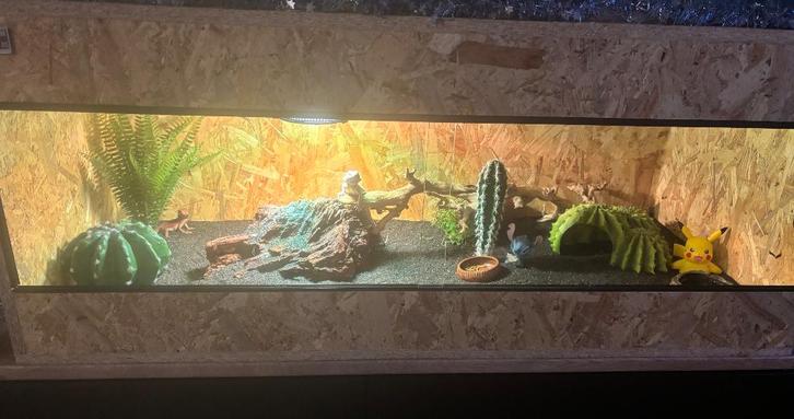 OSB terrarium + 2 baardagamen vrouwtje, en mannetje, Dieren en Toebehoren, Reptielen en Amfibieën, Hagedis, 0 tot 2 jaar, Met terrarium