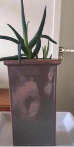 vintage unieke jaren ‘50 bloempot vaas bio kamerplanten, Tuin en Terras, Bloempotten, Binnen, Ophalen of Verzenden, Zo goed als nieuw