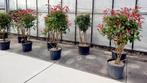Meerstammige Elaeagnus, Photinia, Krentenboom, Tuin en Terras, Ophalen, Zomer, Volle zon, Overige soorten