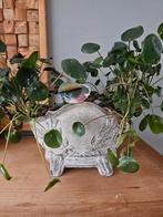 Pilea peperomioides, pannenkoekplant in pot, Ophalen, In pot, Halfschaduw, Minder dan 100 cm