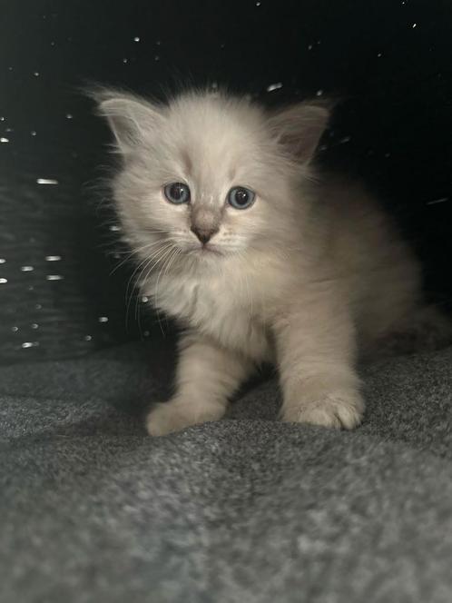 Siberische kittens neva masquerade, Dieren en Toebehoren, Katten en Kittens | Raskatten | Langhaar, Meerdere dieren, 0 tot 2 jaar