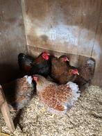 Wyandotte broedeieren, Geslacht onbekend, Kip