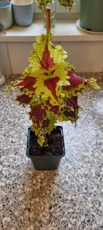 Begonia plantje, Huis en Inrichting, Ophalen, Halfschaduw, Minder dan 100 cm