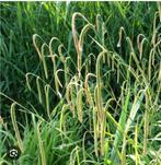 Siergras vaste plant, Ophalen, Vaste plant, Siergrassen, Halfschaduw