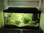 aquarium met visjes, Dieren en Toebehoren, Vissen | Aquaria en Toebehoren, Ophalen, Gebruikt, Gevuld zoetwateraquarium