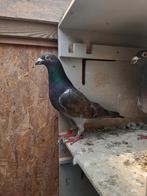 Kleurpostduif, Dieren en Toebehoren, Vogels | Duiven, Mannelijk, Postduif