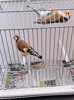 Major putters, Dieren en Toebehoren, Vogels | Overige Vogels, Vrouwelijk, Wildzangvogel, Geringd