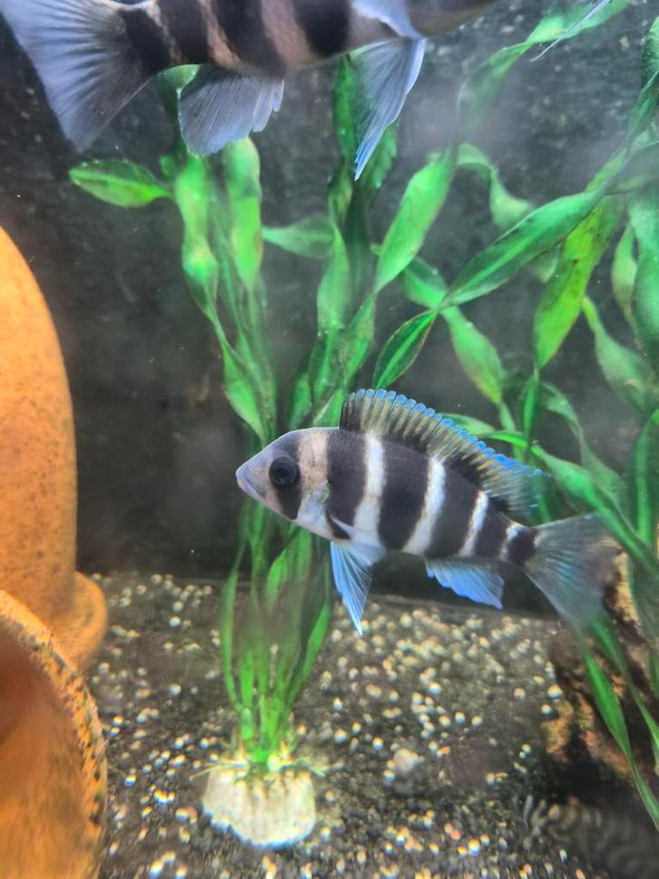 Cichlide Frontosa koppel, Dieren en Toebehoren, Vissen | Aquariumvissen, Zoetwatervis, Vis