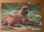 Ansichtkaart hond honden Boxer, Verzenden, 1980 tot heden, Ongelopen, Hond of Kat