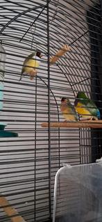 Gouldamadines, Dieren en Toebehoren, Mannelijk, Geringd