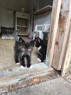 Kittens, Dieren en Toebehoren, Katten en Kittens | Overige Katten