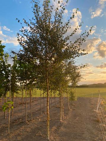Betula pubescens zachte berk 3,5m hoog beschikbaar voor biedingen