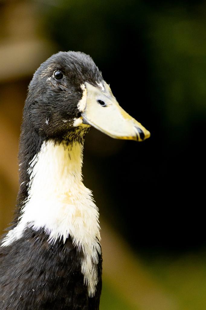 hele mooie mannetjes loopeenden, Dieren en Toebehoren, Pluimvee, Eend, Mannelijk