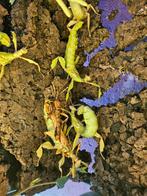 Australische flappentakken mannen en vrouwen, Dieren en Toebehoren, Insecten en Spinnen, Wandelende tak