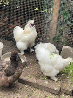 Tamme witte zijdehoen hanen, Dieren en Toebehoren, Pluimvee, Mannelijk, Kip