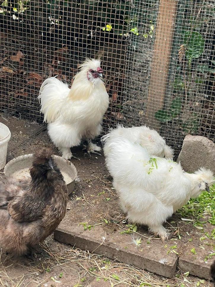 Nog 2 tamme witte zijdehoen hanen, Dieren en Toebehoren, Pluimvee, Kip, Mannelijk