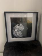 Luipaard Foto Schilderij - 42x42cm, Huis en Inrichting, Woonaccessoires | Schilderijen, Tekeningen en Foto's, Ophalen, Zo goed als nieuw