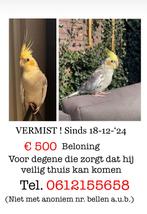 Vermist €500,- beloning, Mannelijk, Parkiet, Tam