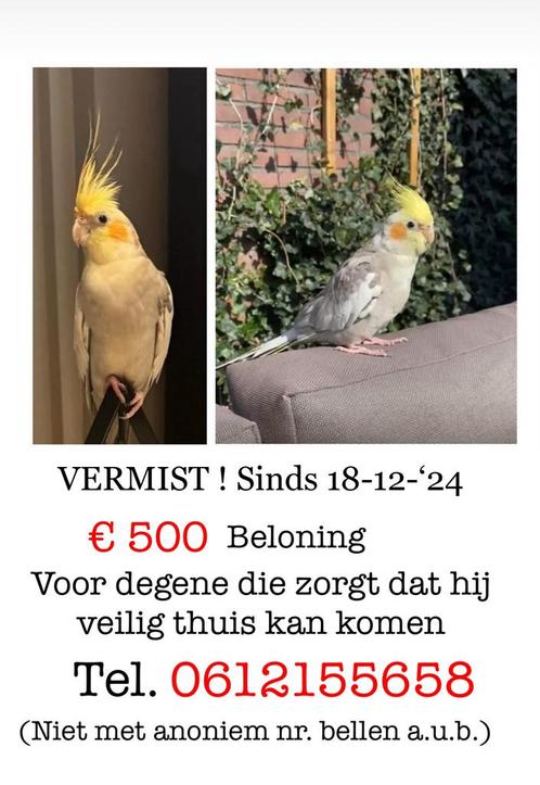 Vermist €500,- beloning, Dieren en Toebehoren, Vogels | Parkieten en Papegaaien, Parkiet, Mannelijk, Tam