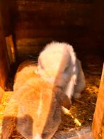 Te koop vanwege verhuizing., Dieren en Toebehoren, Vrouwelijk, Kip