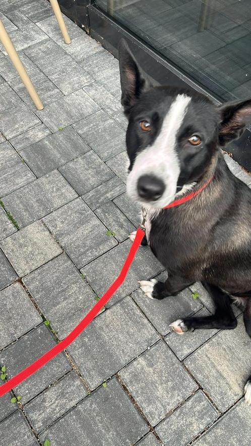 Liefdevol thuis gezocht voor Mia, Dieren en Toebehoren, Honden | Niet-rashonden, Middel, Teef, Particulier, Eén hond, Buitenland