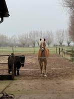 Stalling gezocht omgeving Driebergen, Dieren en Toebehoren, Stalling en Weidegang, Stalling
