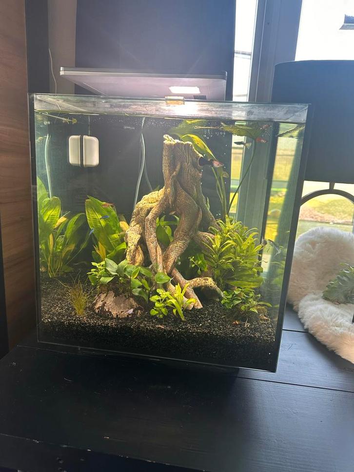 Qubiq 60 L pro, Dieren en Toebehoren, Vissen | Aquaria en Toebehoren, Leeg aquarium, Ophalen