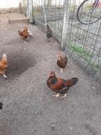 Wyandotte jonge kippen en hanen, Dieren en Toebehoren, Pluimvee, Meerdere dieren, Kip