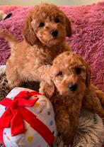 Dwergpoedel 2 donker bruin en abricoos, Dieren en Toebehoren, Honden | Niet-rashonden, CDV (hondenziekte), 8 tot 15 weken, Meerdere