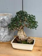 Olijf boom bonsai, Bloeit niet, Halfschaduw, Overige soorten, Minder dan 100 cm