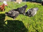 Orpington groot, Dieren en Toebehoren, Pluimvee, Meerdere dieren, Kip